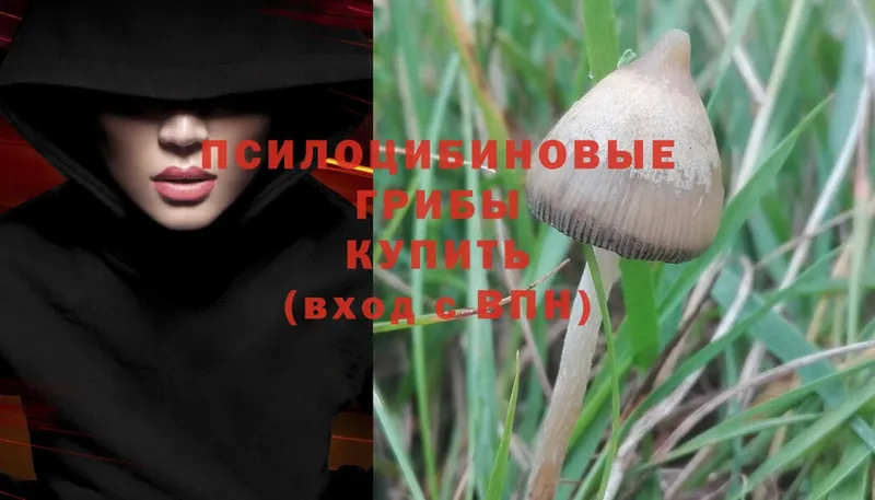 Псилоцибиновые грибы MAGIC MUSHROOMS  Нестеров 